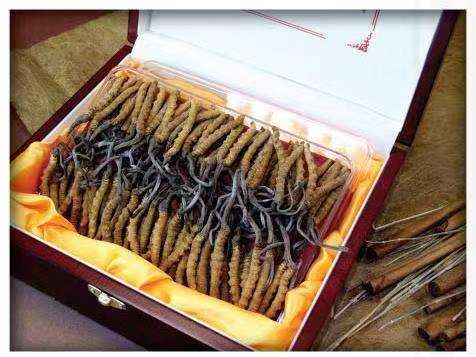 老街街道冬虫夏草回收